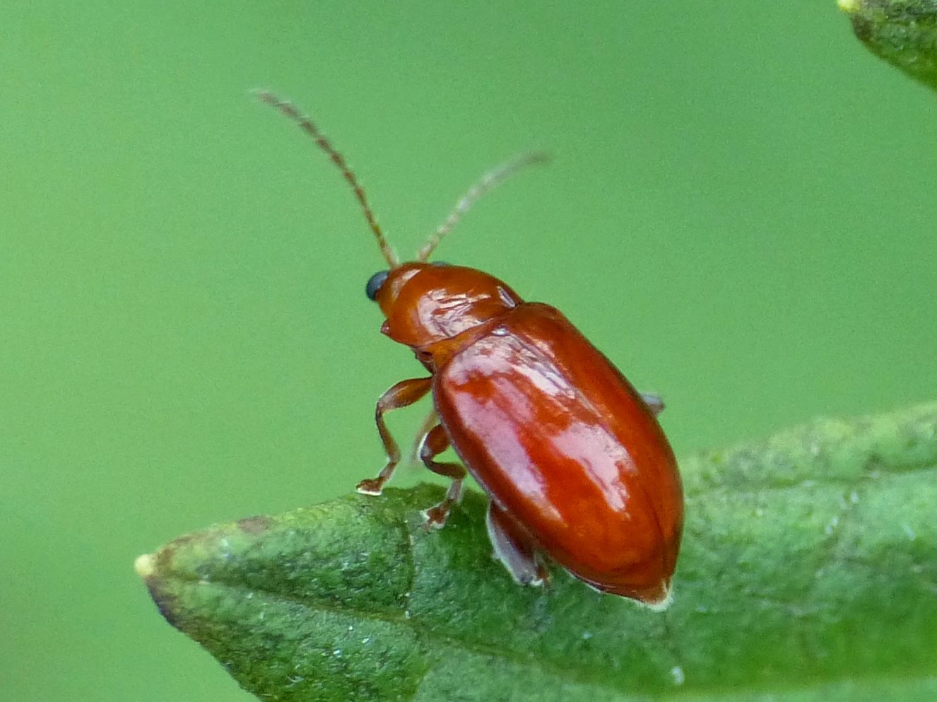 Alticino della menta: Neocrepidodera cfr. impressa, Chrysomelidae